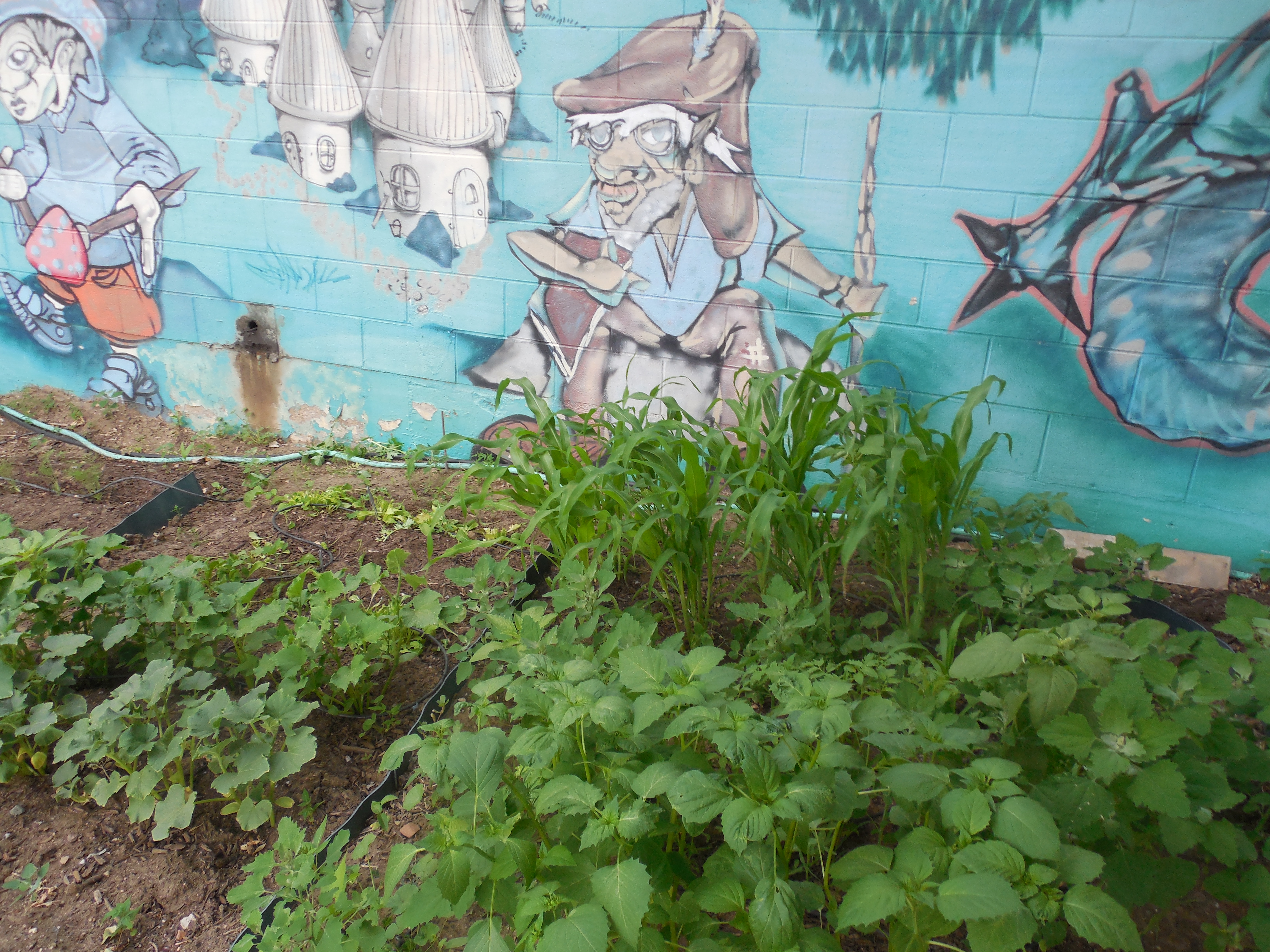 What is a Community Garden? I have one and you should too!