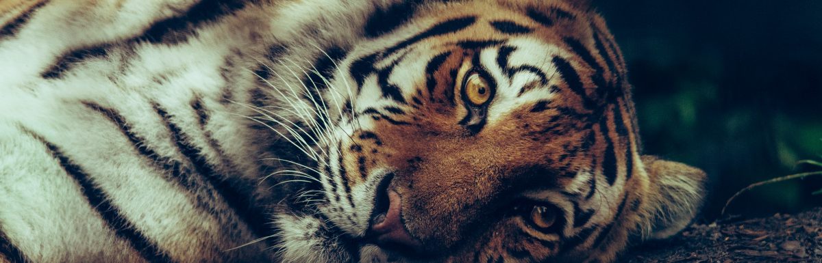 10 Life Lessons from the Tiger King