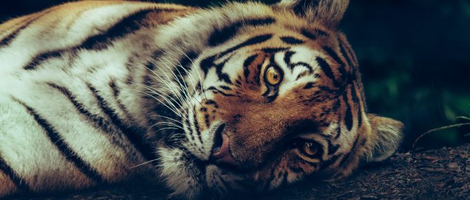 10 Life Lessons from the Tiger King